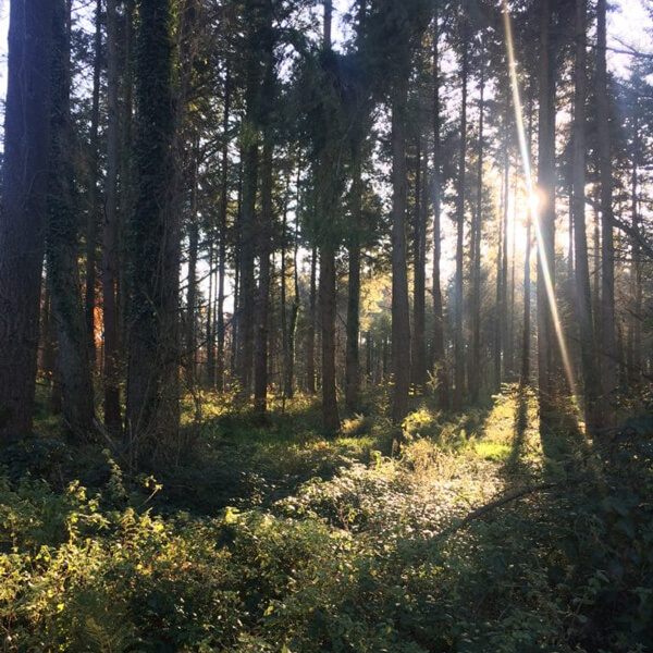 Forêt domaniale de Guînes Pays d'Opale