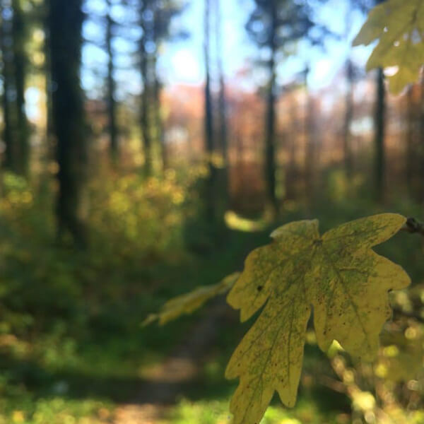 Forêt domaniale de Guînes Pays d'Opale