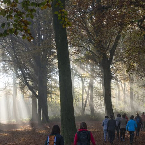 Forêt domaniale de Guînes Pays d'Opale